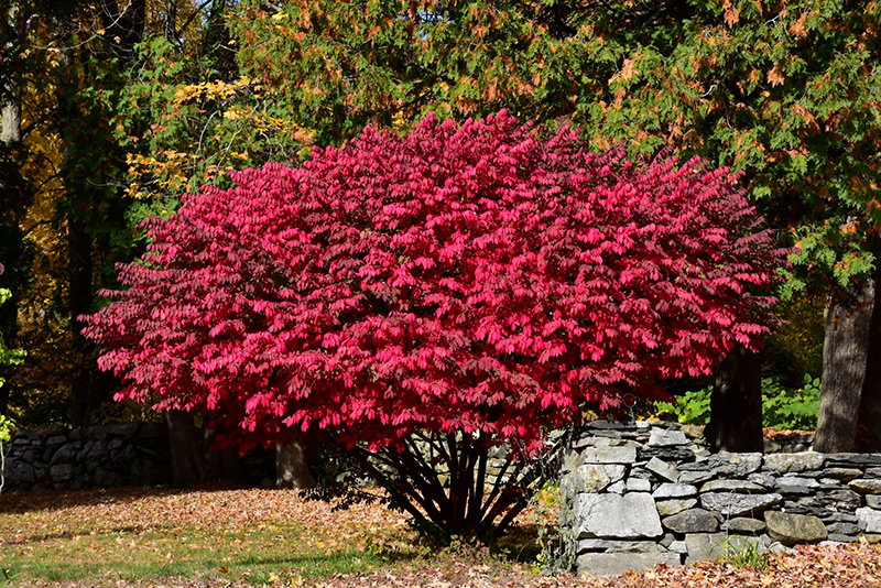 Burning Bush Michigan